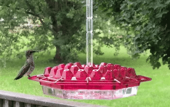 Ant-Proof Hummingbird Feeder with Hanging Perch – Outdoor Bird Feeder