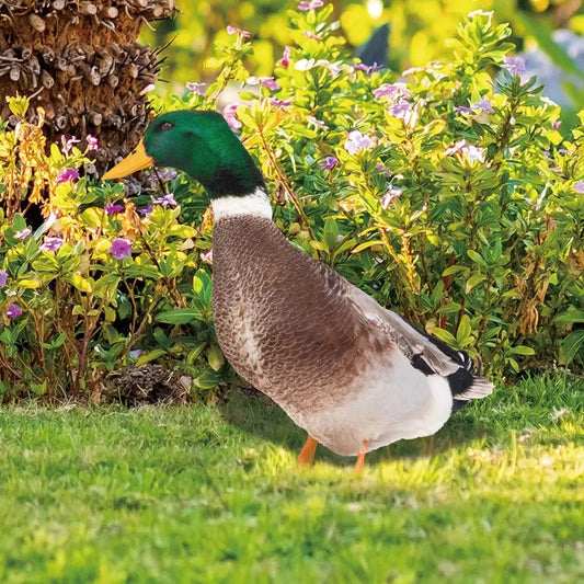 Decorative Garden Duck Ornament – Cute Outdoor Resin Garden Statue