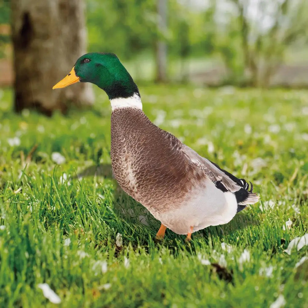 Decorative Garden Duck Ornament – Cute Outdoor Resin Garden Statue