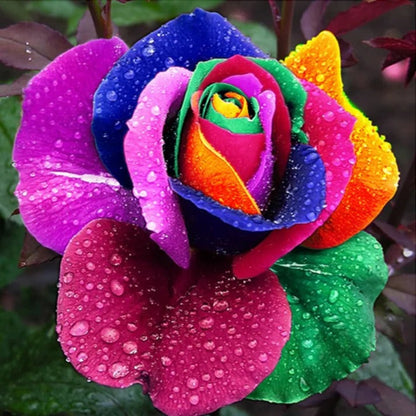 Rainbow Rose Flower Seeds – Colorful Garden Bloom Seed Mix
