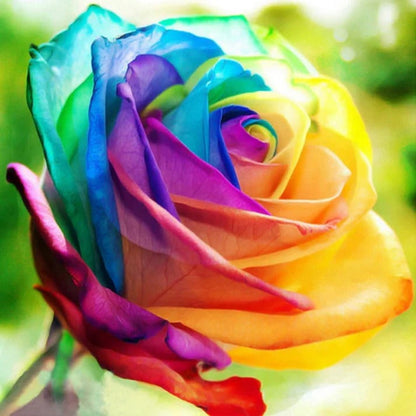 Rainbow Rose Flower Seeds – Colorful Garden Bloom Seed Mix