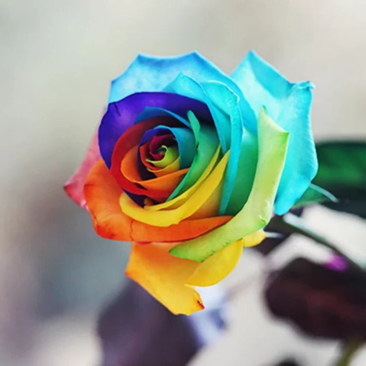 Rainbow Rose Flower Seeds – Colorful Garden Bloom Seed Mix