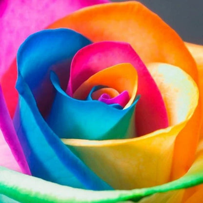 Rainbow Rose Flower Seeds – Colorful Garden Bloom Seed Mix